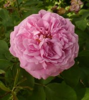 comte-de-chambort-1