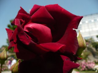 crimson-glory-2