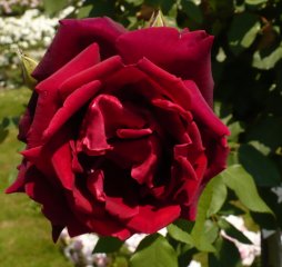 crimson-glory-3