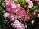 mirato-ogrod-botaniczny-warszawa.jpg