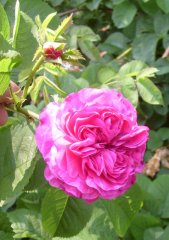 duc de cambridge