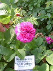 duc de cambridge