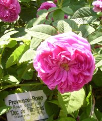 duc de fitzjames