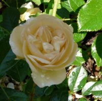 sonnenschirm-ogrod-botaniczny-warszawa.jpg