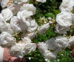 aspirin-rose-ogrod-botaniczny-warszawa.jpg