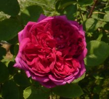 eugenie-guinoisseau-8