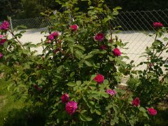 eugenie-guinoisseau-9