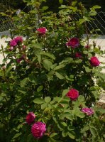 eugenie-guinoisseau-9a