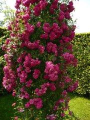 excelsa-2