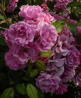 frau-astrid-spath-2