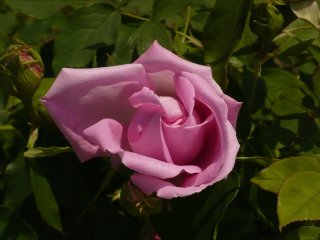georg-arends-2