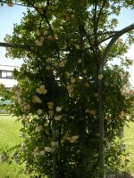 ghislaine-de-feligonde