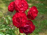 pussta-ogrod-botaniczny-warszawa.jpg
