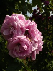 griseldis-3