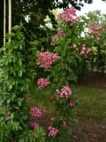grus-an-germershausen-2gebr-alphons