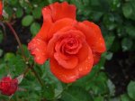 lady-rose-ogrod-botaniczny-warszawa.jpg