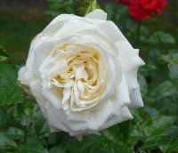 la-paloma-ogrod-botaniczny-warszawa.jpg