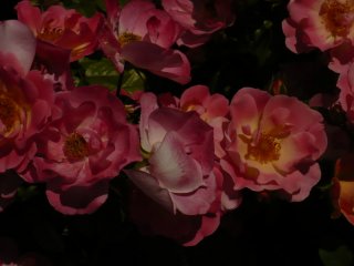 herzogin-friederike-2