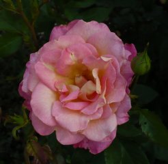 inspiration-3