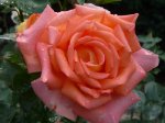 apricot-nectar-ogrod-botaniczny-warszawa.jpg