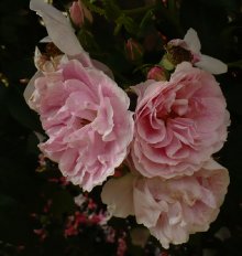 kir-royal-2