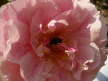 kir-royal-3