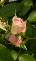 kir-royal-8