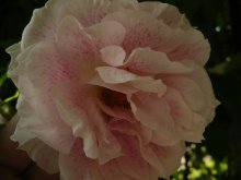 kir-royal