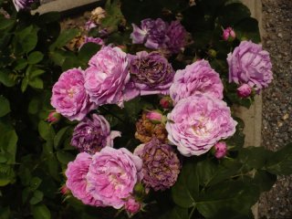 la-syrene-touvais