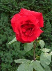 erotica-2-ogrod-botaniczny-warszawa.jpg