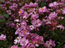 lavender-dream-2