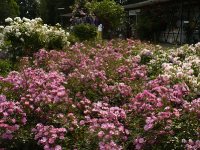 lavender-dream-4