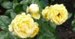 marselisborg-ogrod-botaniczny-warszawa.jpg