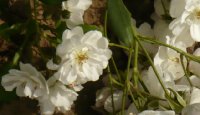 maid-marion-1