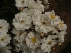 maid-marion3