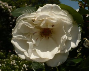 margaret-merril