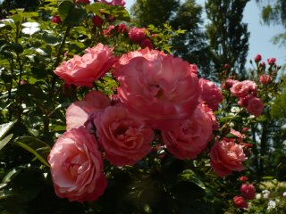 mein-schoner-garden-5