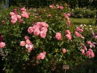 mein-schoner-garden