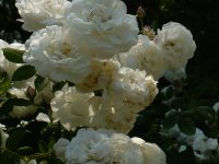 mme-plantier-5
