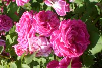 mme scipion cochet