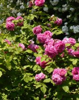 mme-scipion-cochet