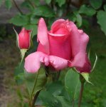 belle-epoque-2-ogrod-botaniczny-warszawa.jpg