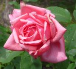 belle-epoque-ogrod-botaniczny-warszawa.jpg