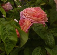oratam