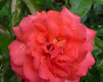 jessika-2-ogrod-botaniczny-warszawa.jpg