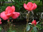jessika-ogrod-botaniczny-warszawa.jpg