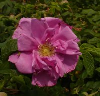 pink-roadrunner-3