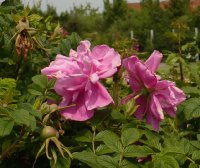 pink-roadrunner-4