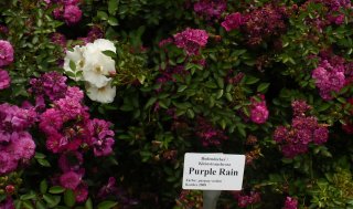 purple-rain-1