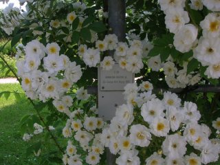 rambling-rektor